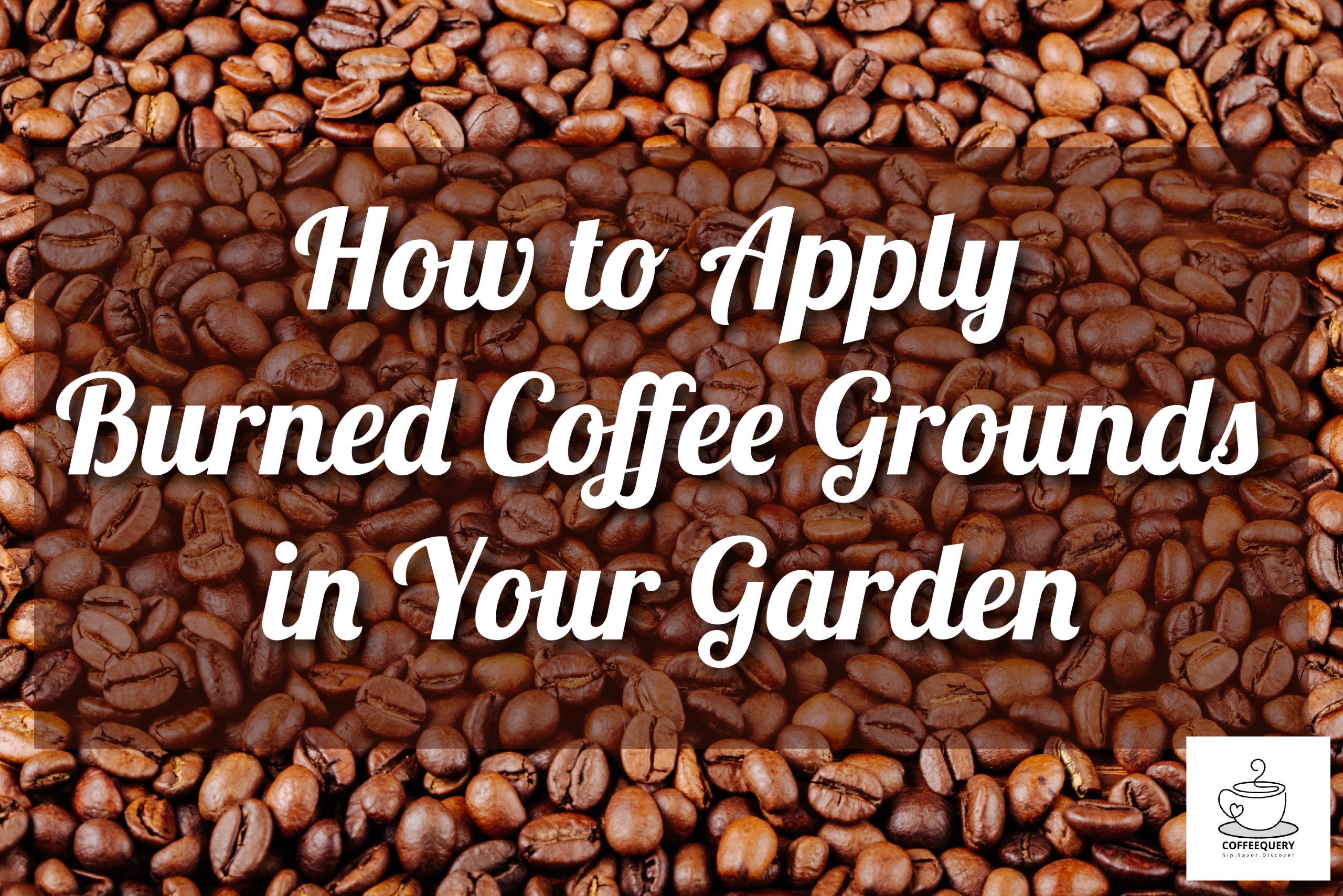 How to Apply Burned Coffee Grounds in Your Garden